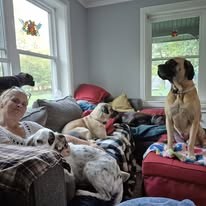 Cage-free boarding at Rideau Lakes Pet Resort
