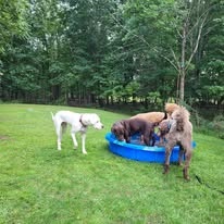 Dogs enjoying daycare around the pool