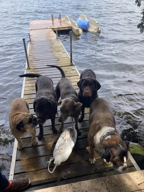 Dogs on the dock at Rideau Lakes Pet Resort