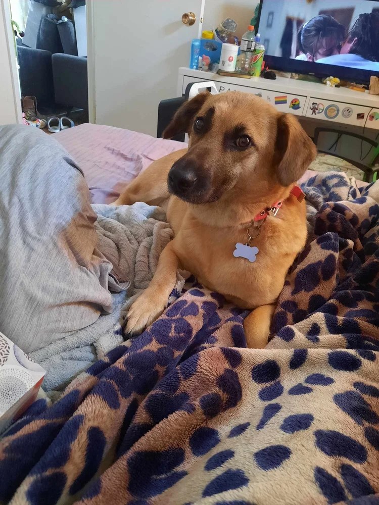 Spa Day at Rideau Lakes Pet Resort